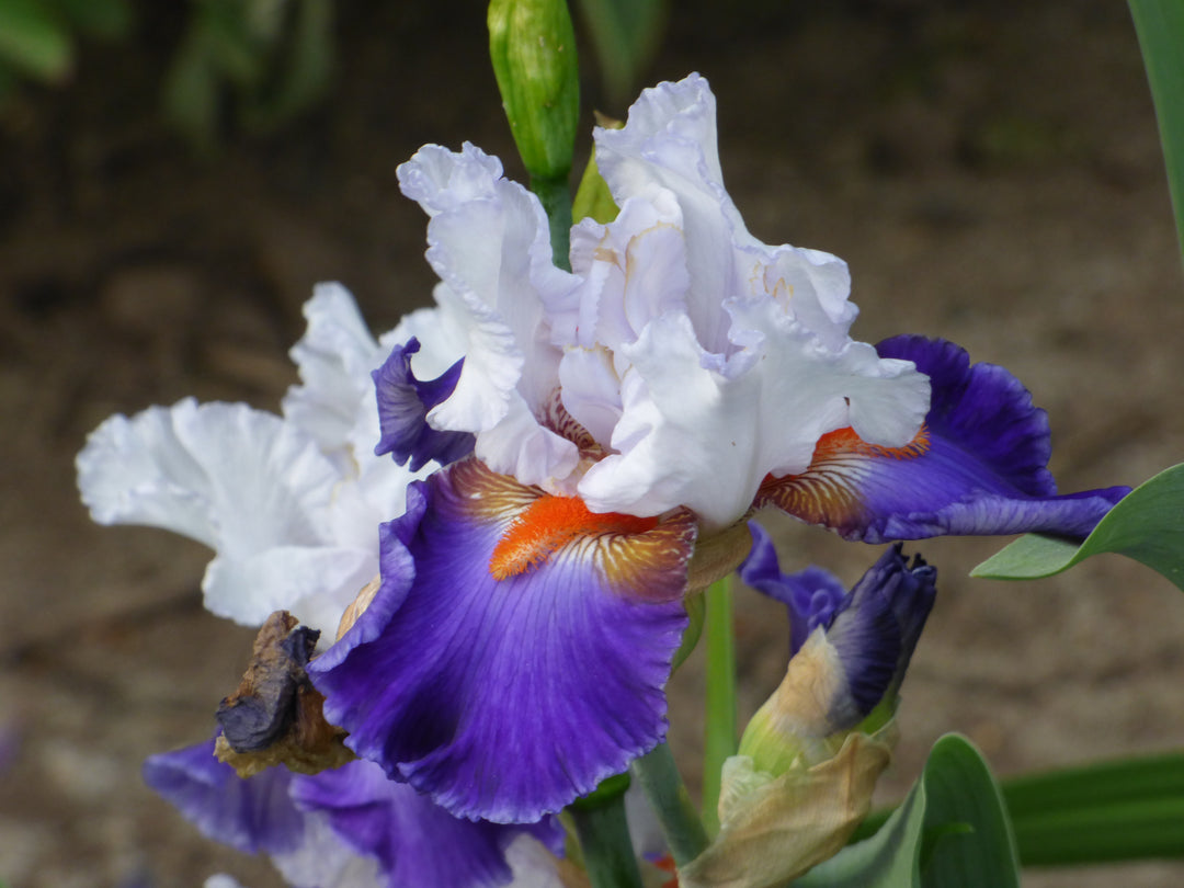 Ragtop Day | Tall Bearded Iris – Schreiner's Gardens