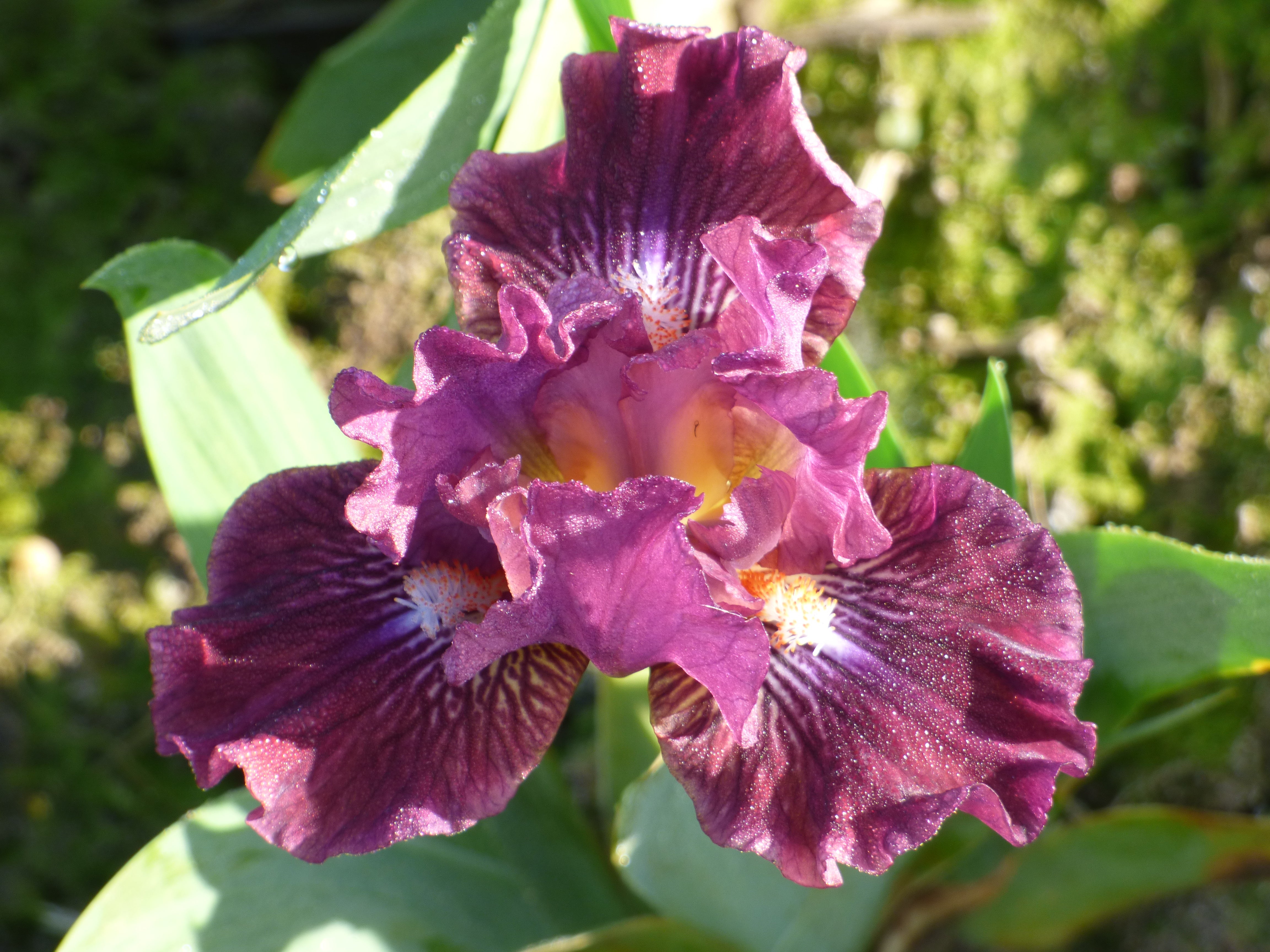Raspberry Tiger | Dwarf Bearded Iris – Schreiner's Gardens