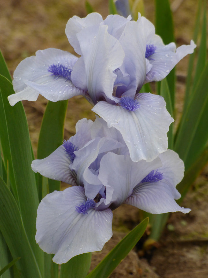 Repeat The Blues | Dwarf Bearded Iris – Schreiner's Gardens