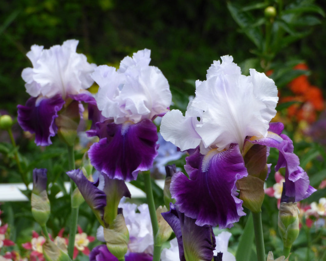 Russian River | Tall Bearded Iris – Schreiner's Gardens