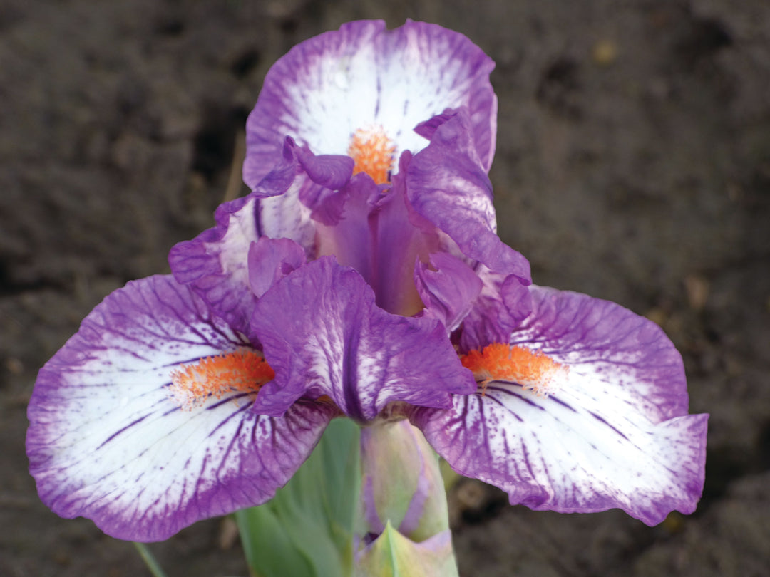 Rad | Dwarf Bearded Iris – Schreiner's Gardens