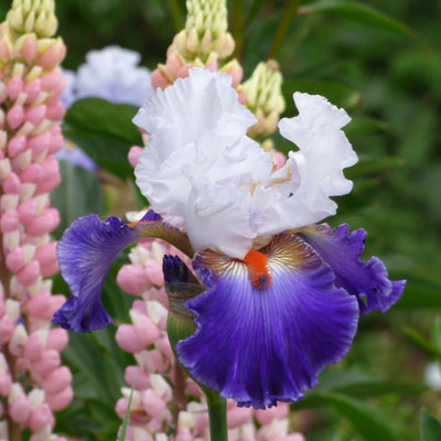 Purple Iris Bouquet