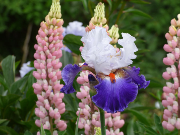 Ragtop Day | Tall Bearded Iris – Schreiner's Gardens