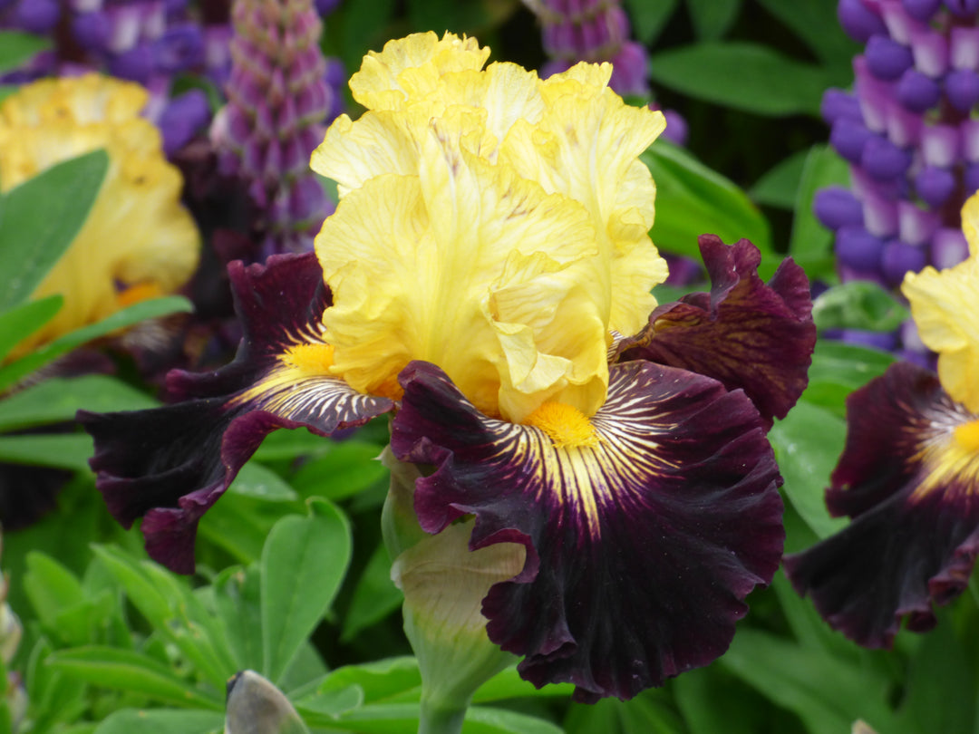 Reckless Abandon | Tall Bearded Iris – Schreiner's Gardens