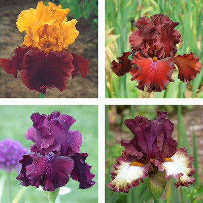 Red Iris Bouqet