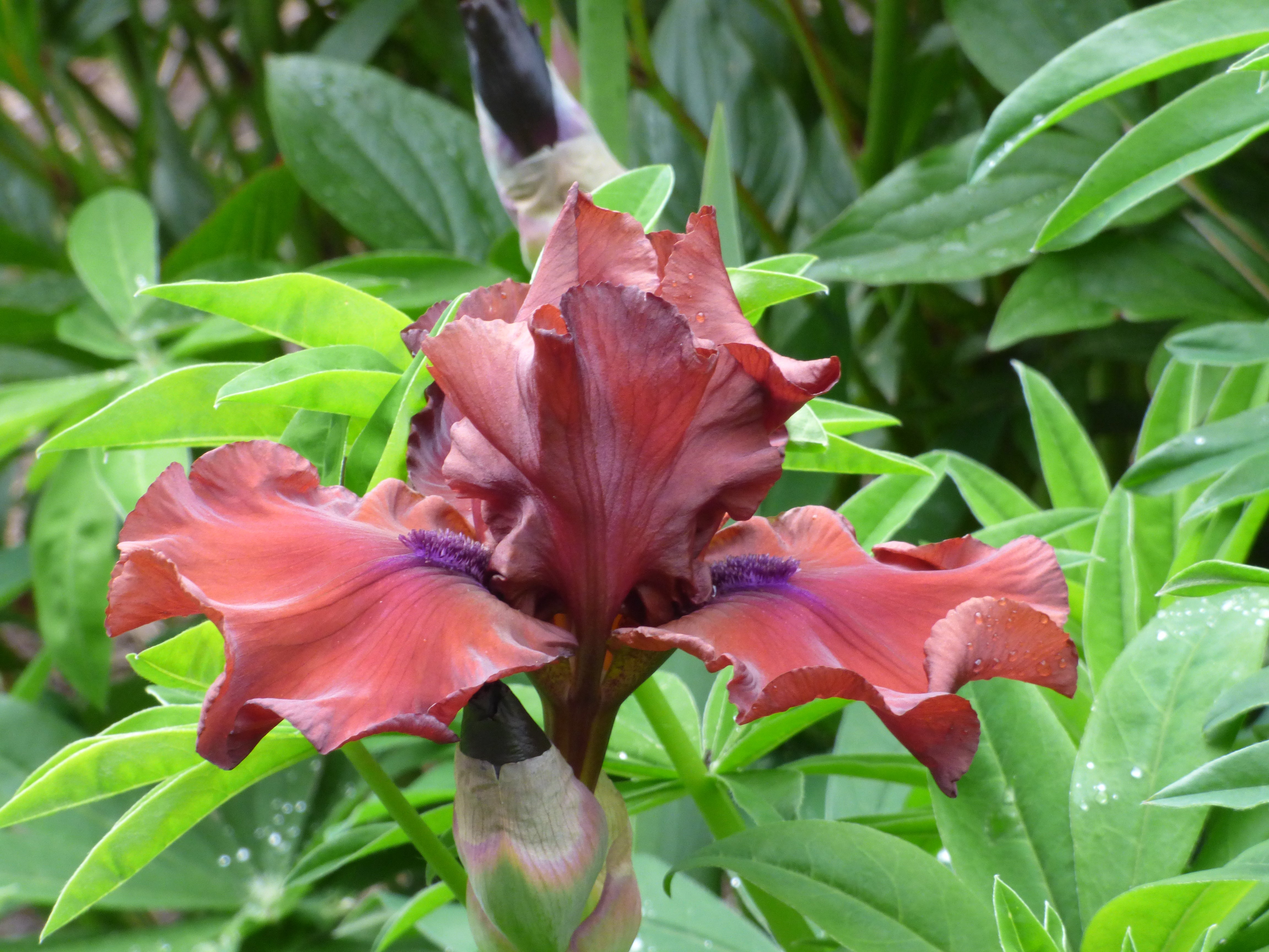 Red Dirt Road | Tall Bearded Iris – Schreiner's Gardens