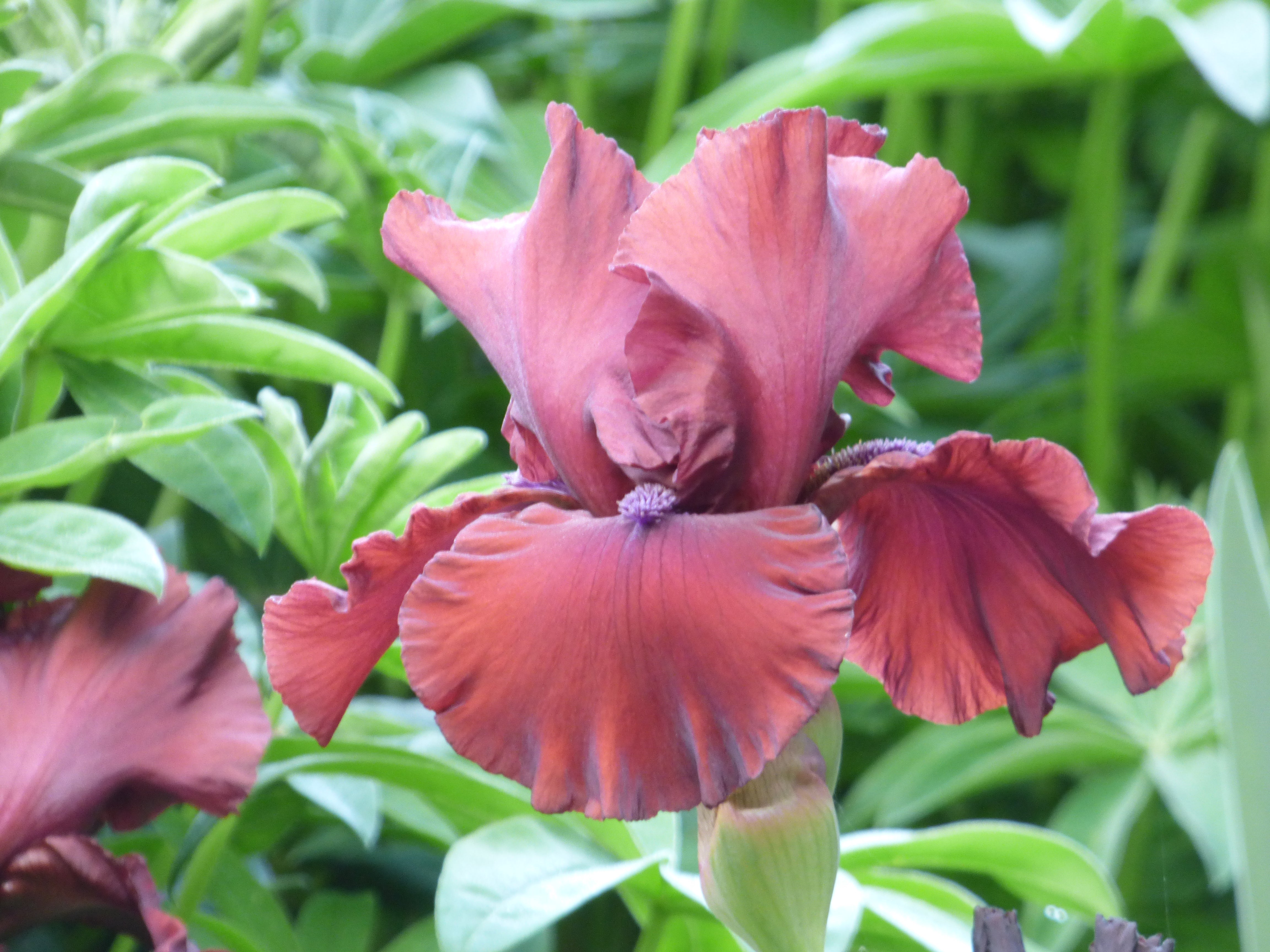 Radyレア♡ トロピカルフラワー200サイズ Red Dirt Road | Tall Bearded Iris – Schreiner's Gardens