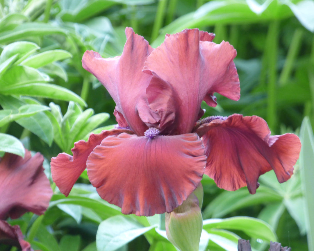 Red Dirt Road | Tall Bearded Iris – Schreiner's Gardens