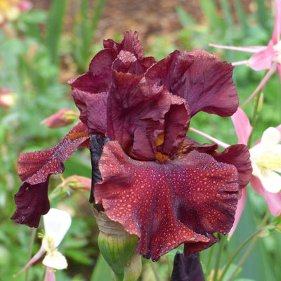 Red Iris Bouqet