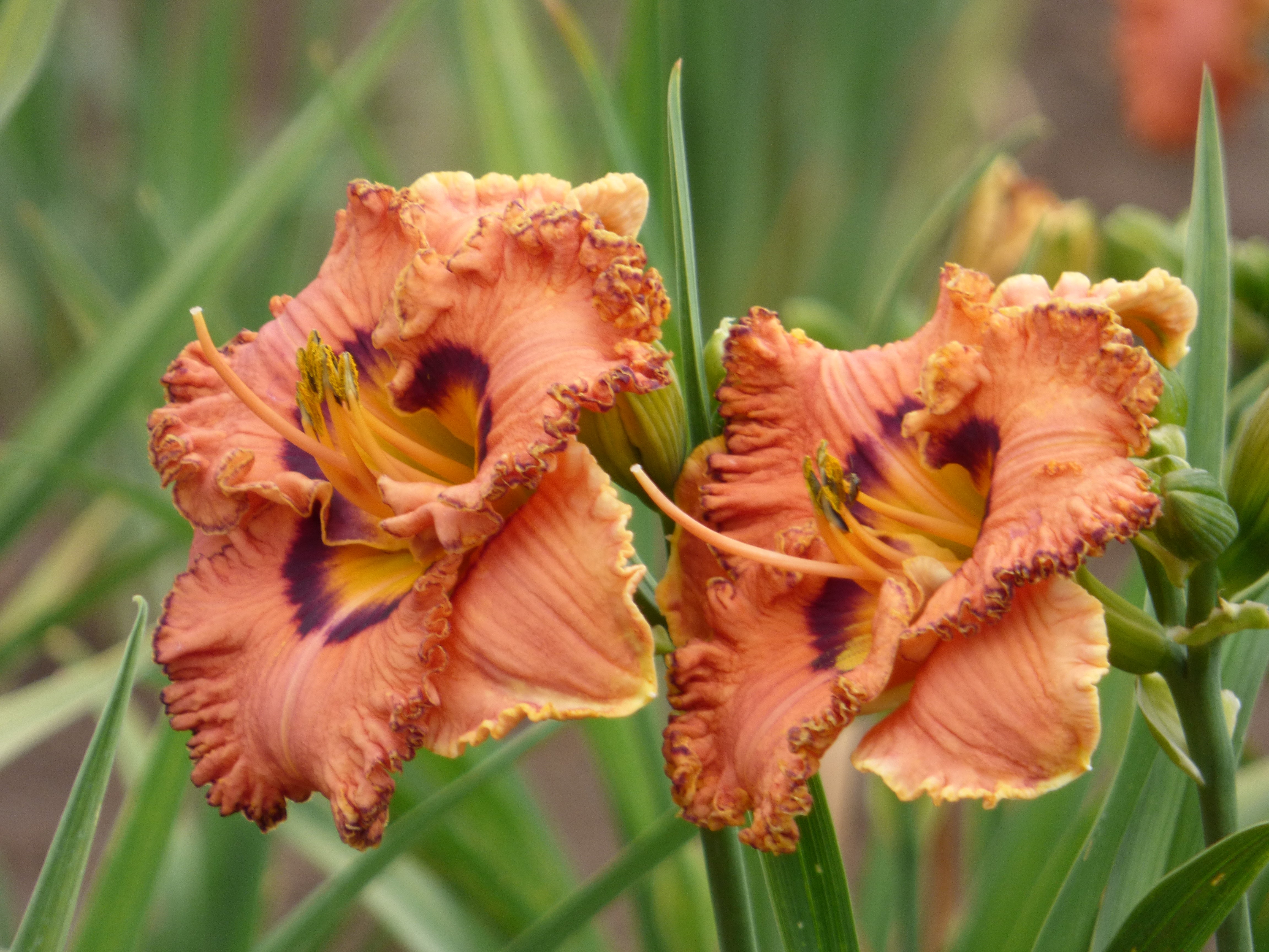 Remembering Grace | Daylily Catalog – Schreiner's Gardens