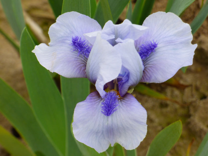 RepeatTheBlues_2_720x.jpg?v=