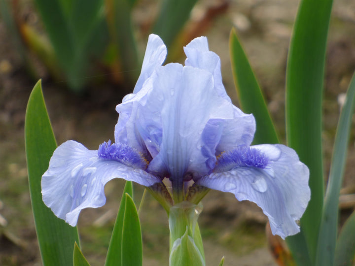 Repeat The Blues | Dwarf Bearded Iris – Schreiner's Gardens