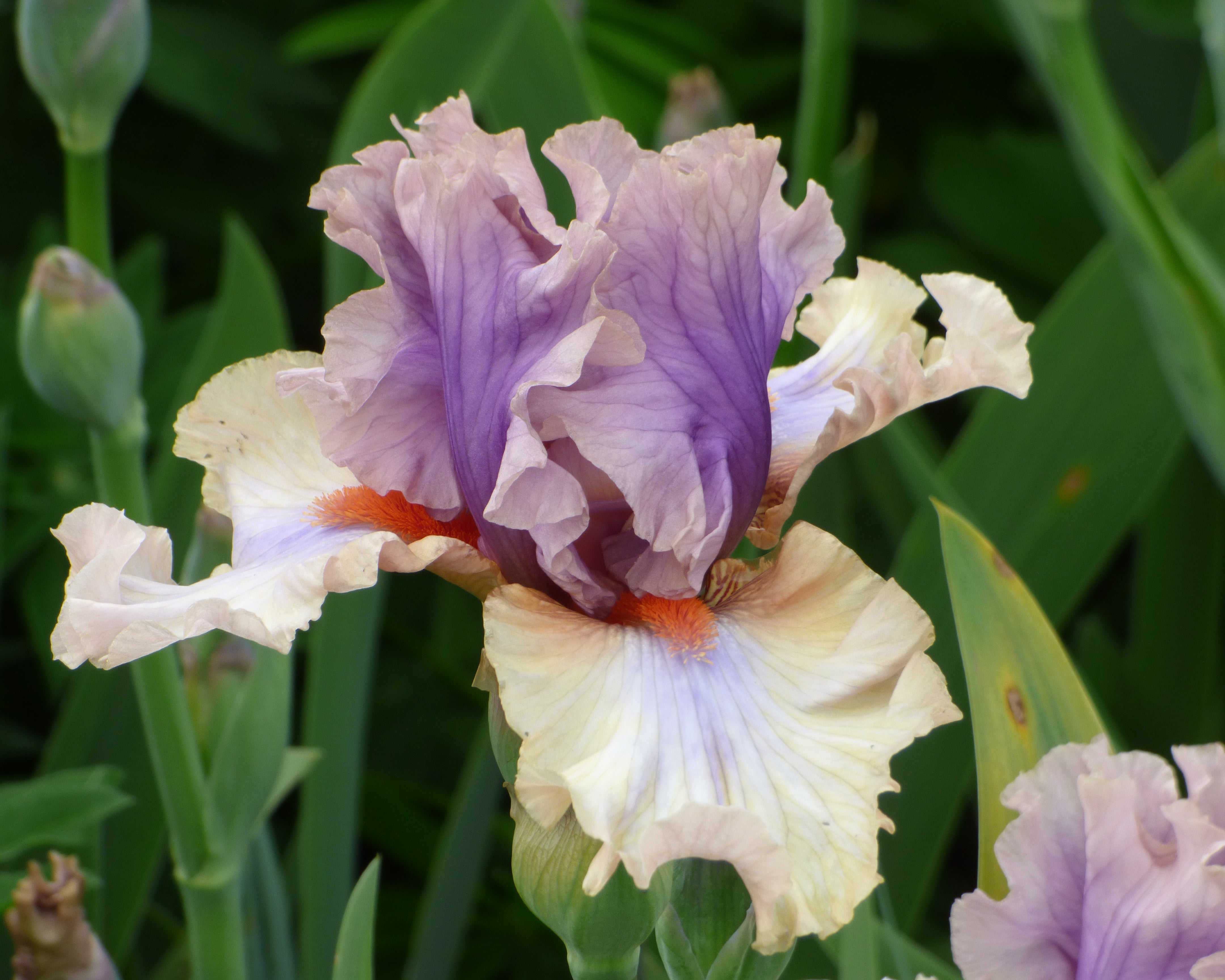 Restless Spirit | Tall Bearded Iris – Schreiner's Gardens