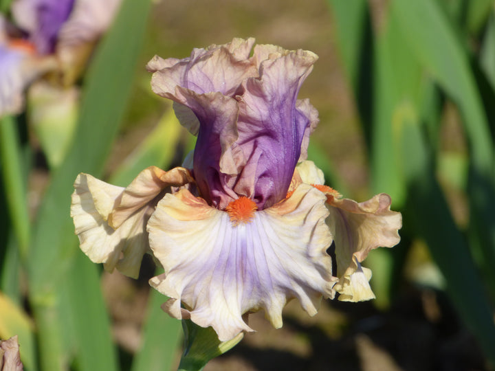 Restless Spirit | Tall Bearded Iris – Schreiner's Gardens