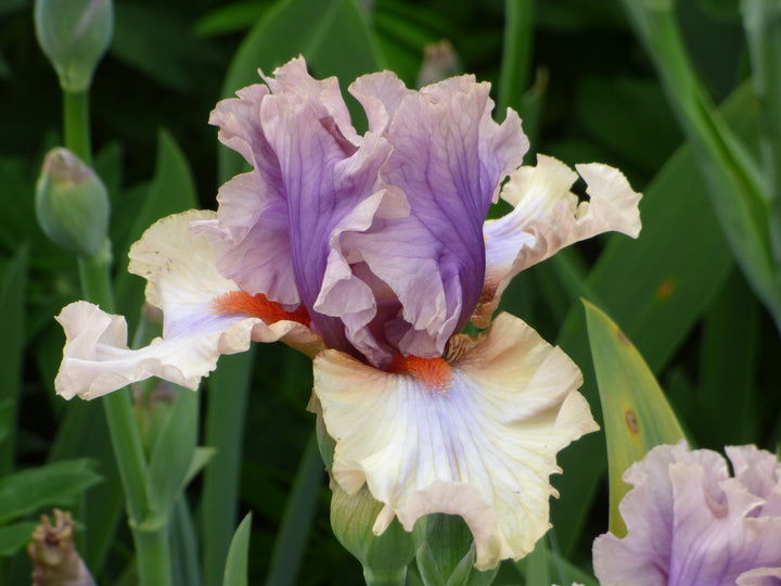 Restless Spirit | Tall Bearded Iris – Schreiner's Gardens