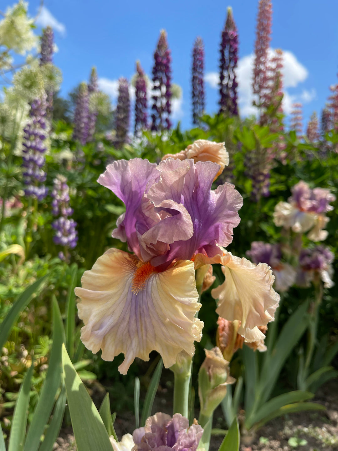 Restless Spirit | Tall Bearded Iris – Schreiner's Gardens
