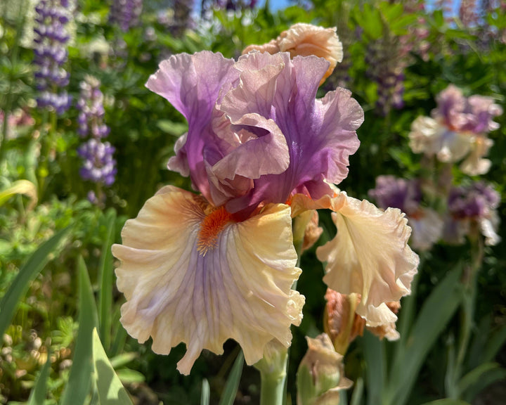 Restless Spirit | Tall Bearded Iris – Schreiner's Gardens