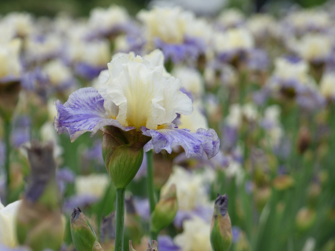 RhizomeCowboyC682-E_18_1080x.