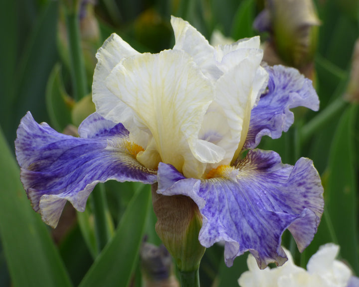 Rhizome Cowboy - Bonus | Tall Bearded Iris – Schreiner's Gardens