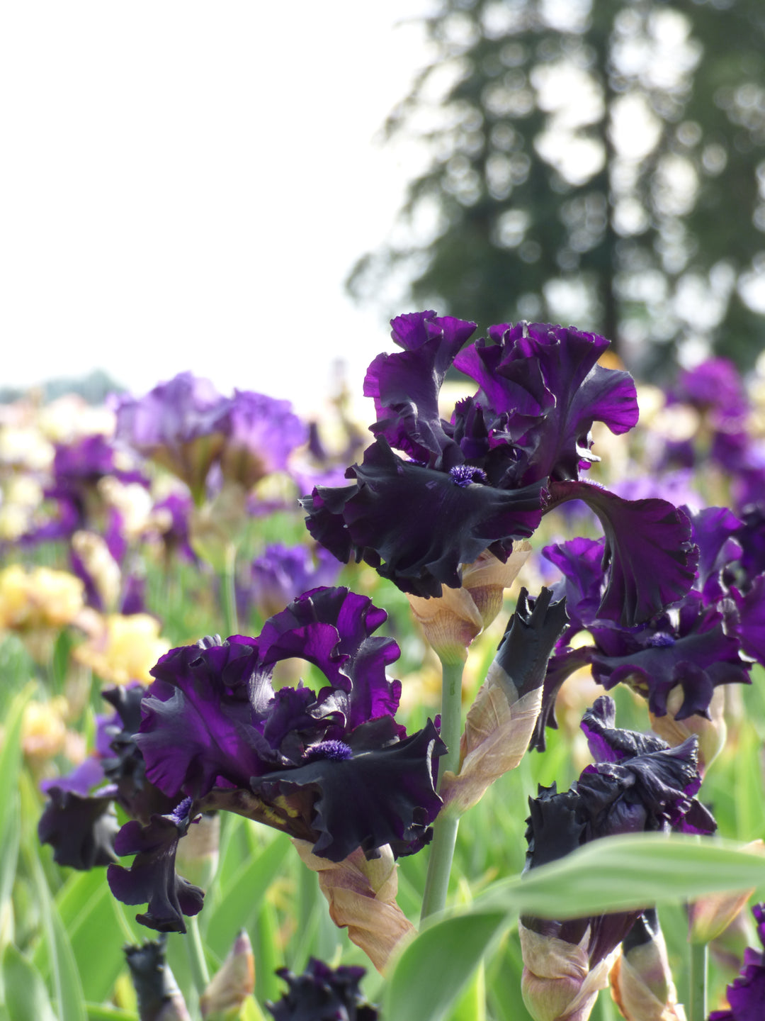み*び様 ホマロメ 紫葉紫脚 from Benkayang [HW0725-5b Rhumba Man – Schreiner's Gardens