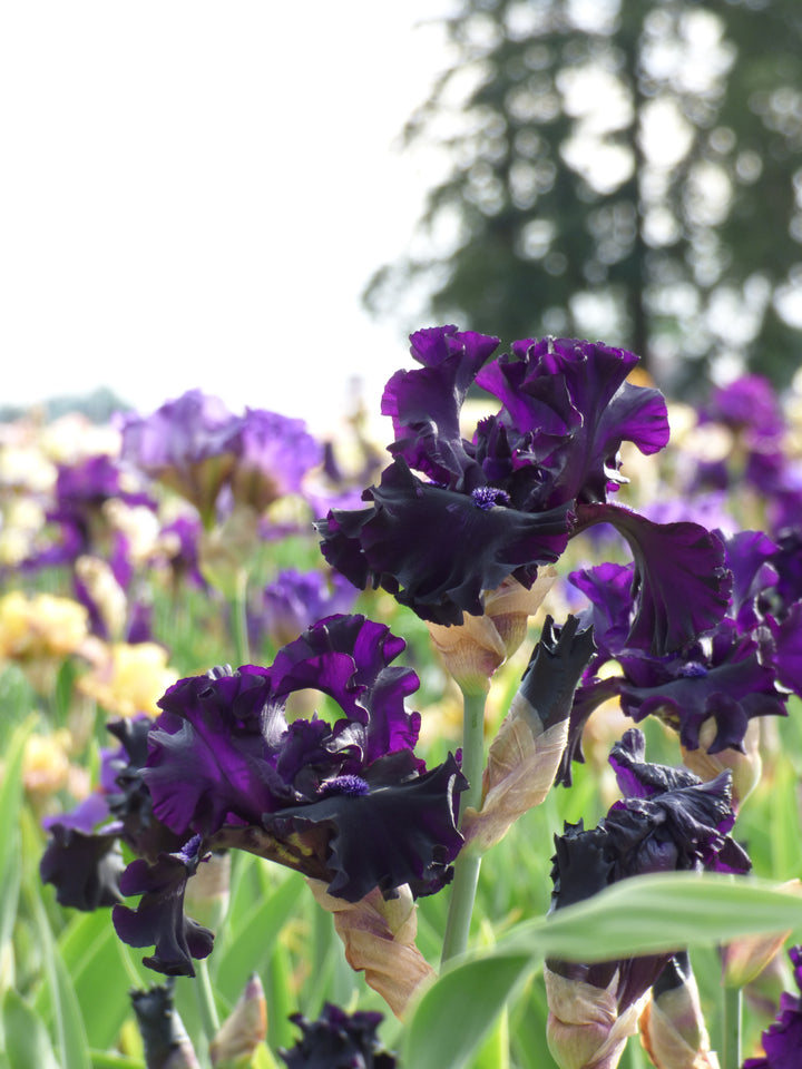 Rhumba Man – Schreiner's Gardens