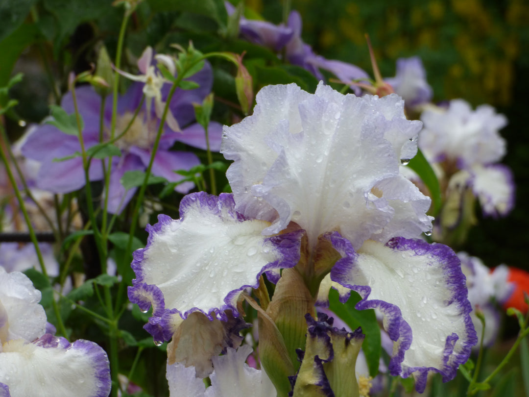 Rings True | Tall Bearded Iris – Schreiner's Gardens