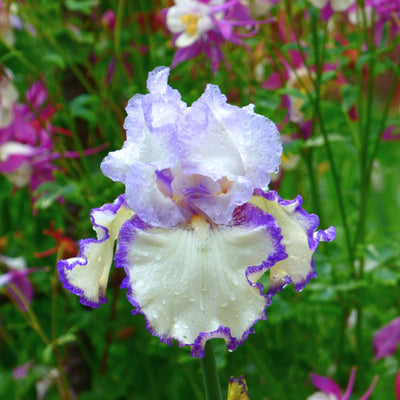 White Iris Bouquet