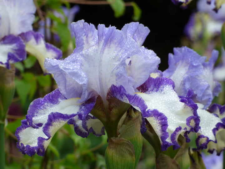 Rings True | Tall Bearded Iris – Schreiner's Gardens
