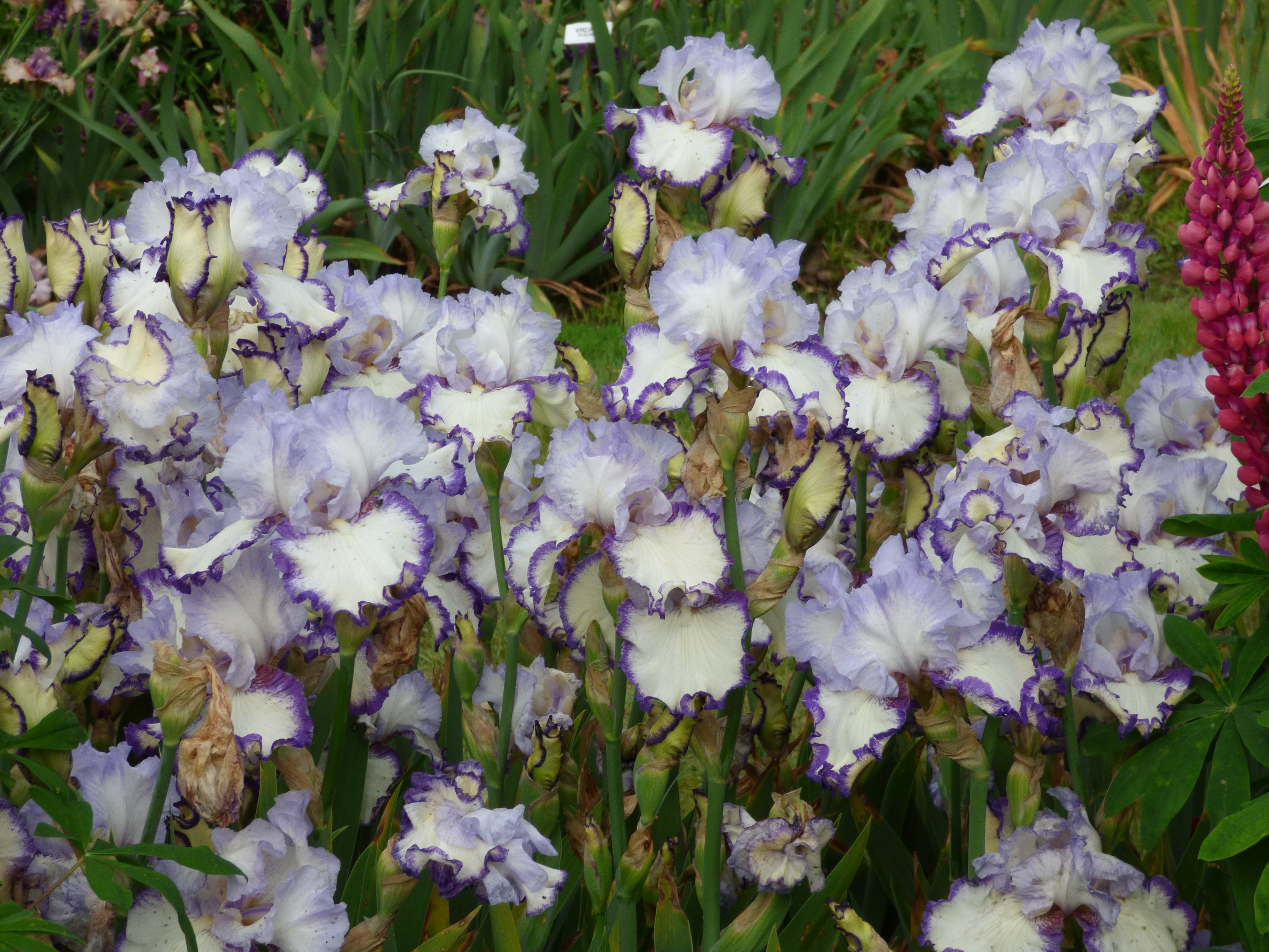 Rings True | Tall Bearded Iris – Schreiner's Gardens