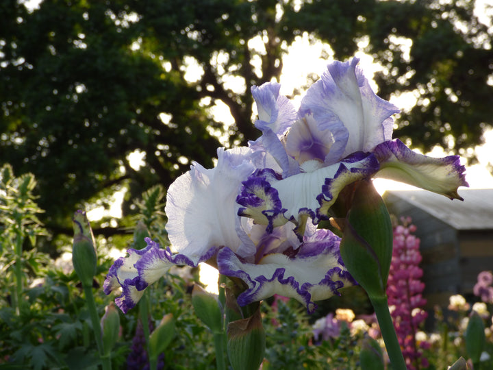 Rings True | Tall Bearded Iris – Schreiner's Gardens