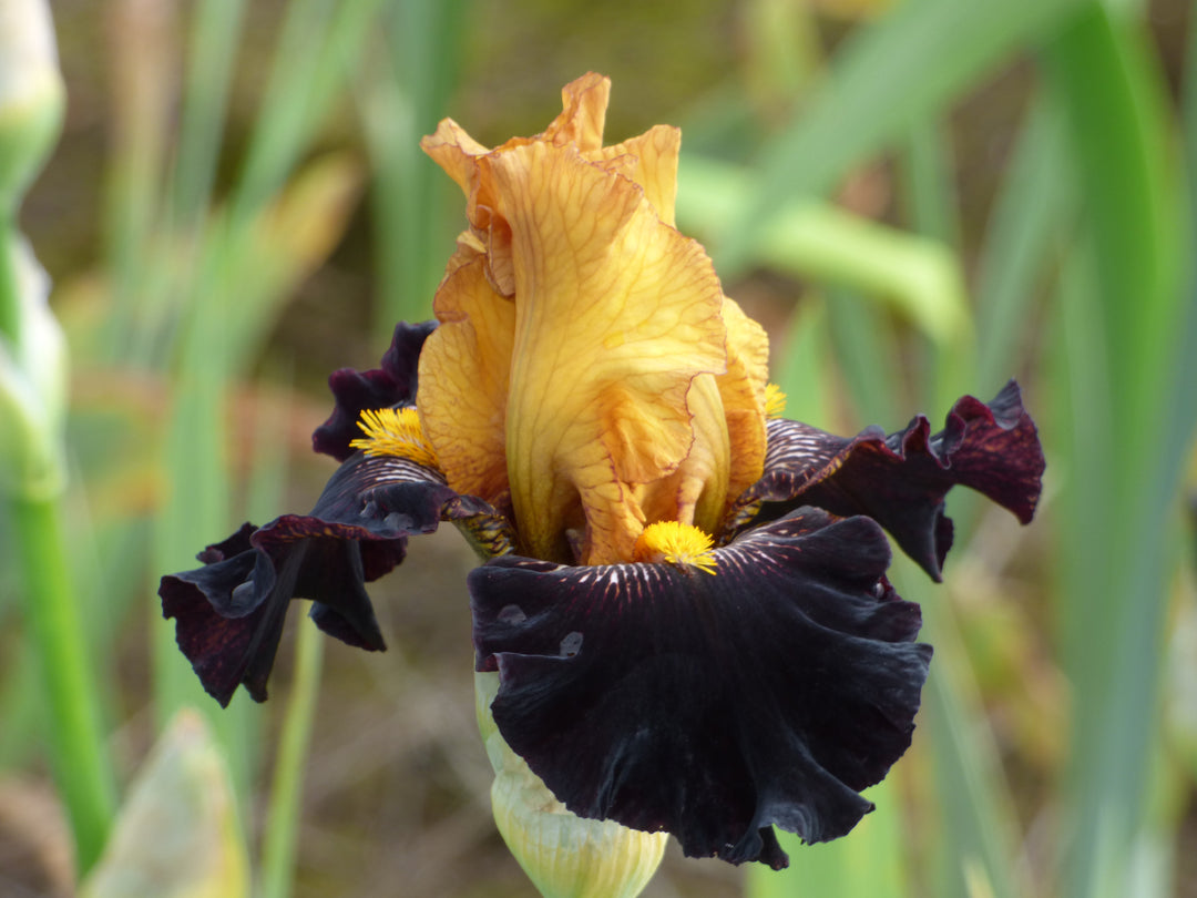 Rise Like A Phoenix – Schreiner's Gardens