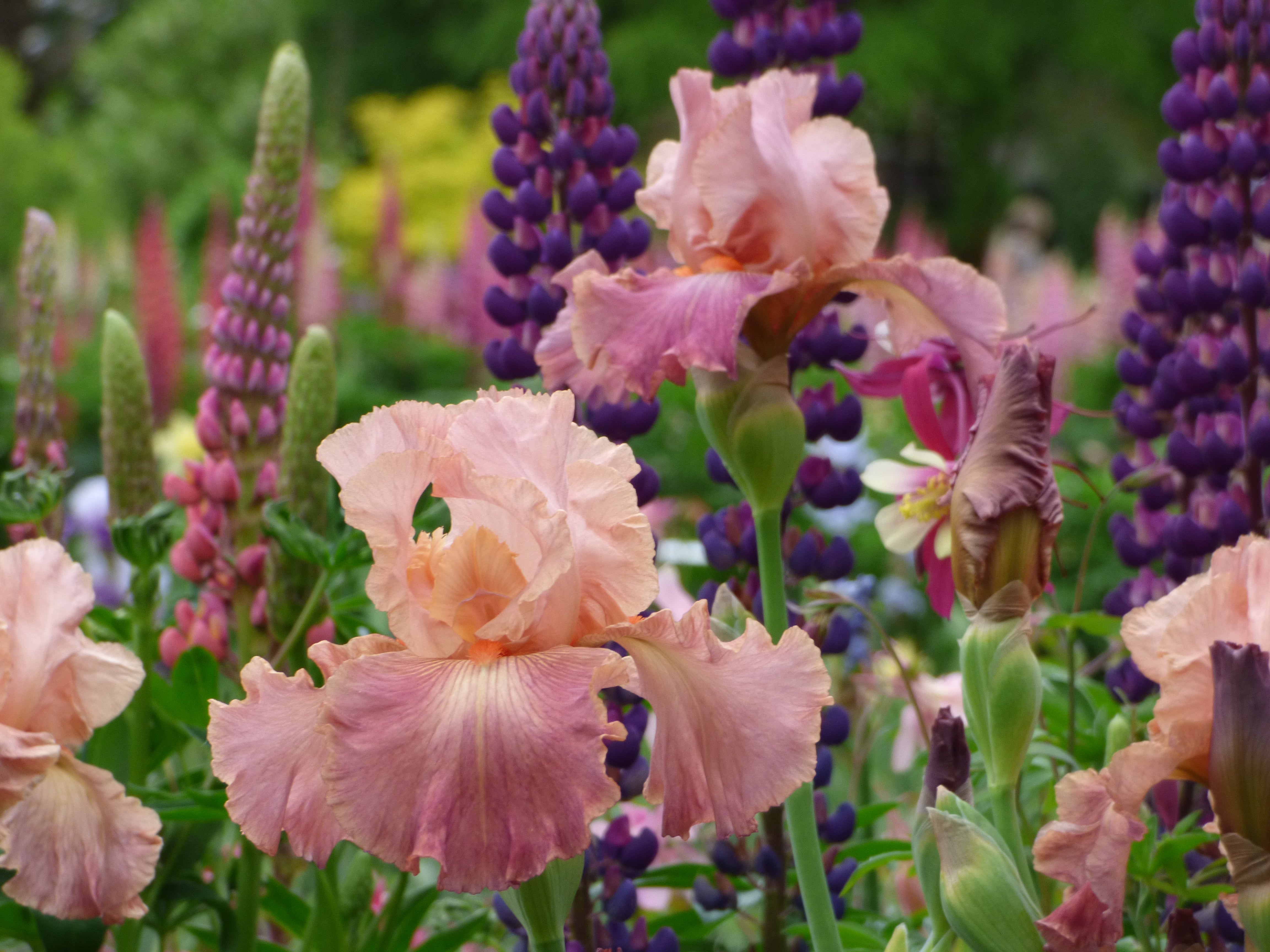 Role Model – Schreiner's Gardens