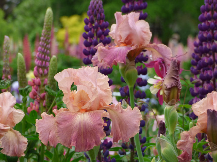 Role Model – Schreiner's Gardens