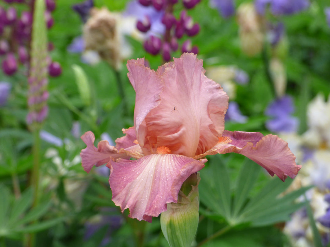 Role Model – Schreiner's Gardens