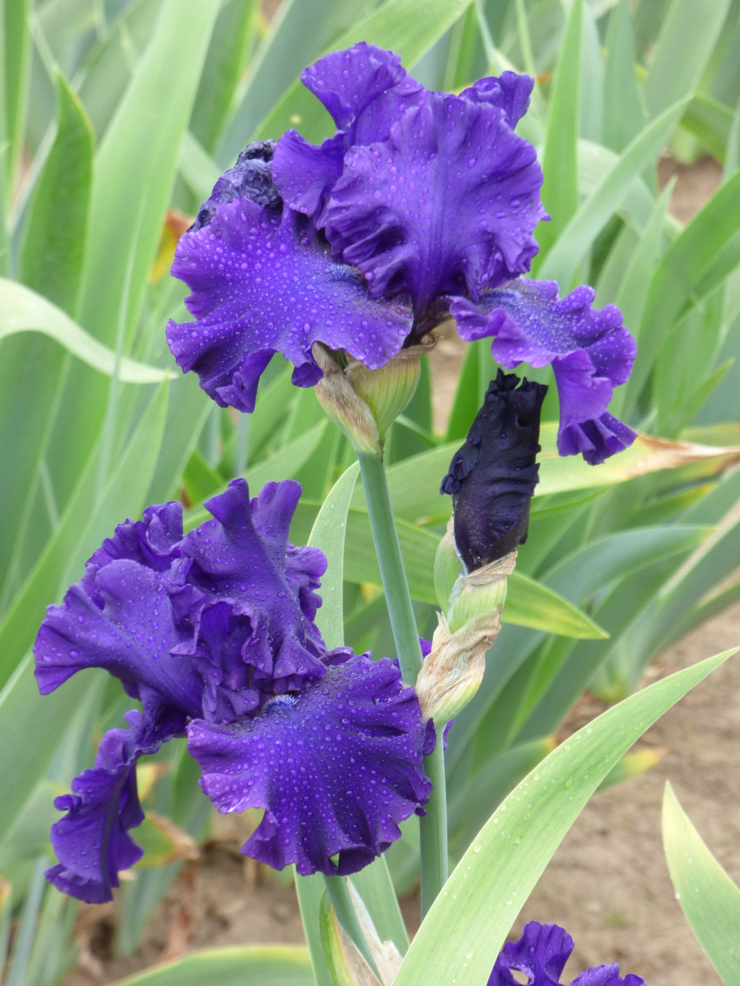 Royalty Remembered – Schreiner's Gardens