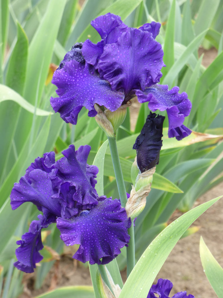 Royalty Remembered – Schreiner's Gardens