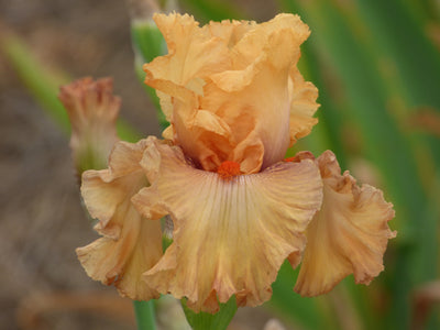 Rubenesque