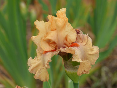 Rubenesque