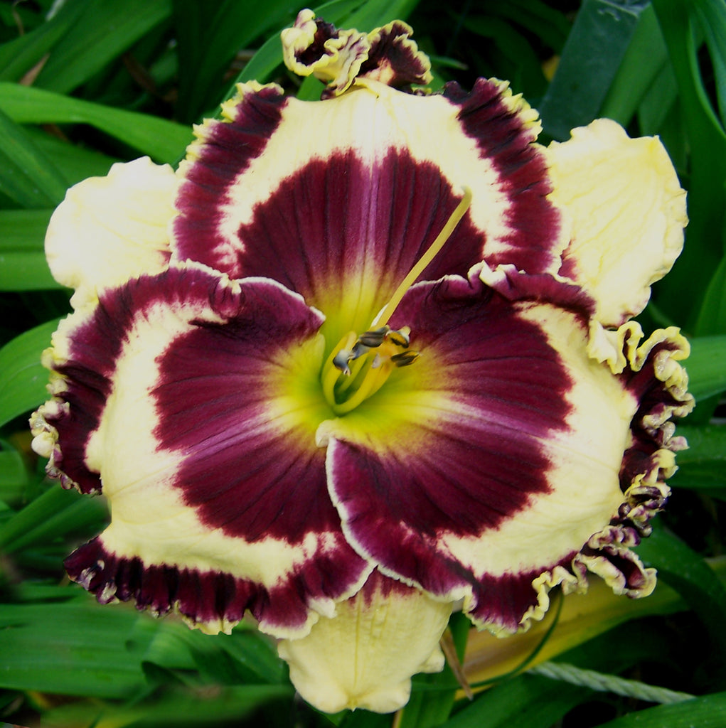 Kalamazoo | Maryott Daylilies – Schreiner's Gardens
