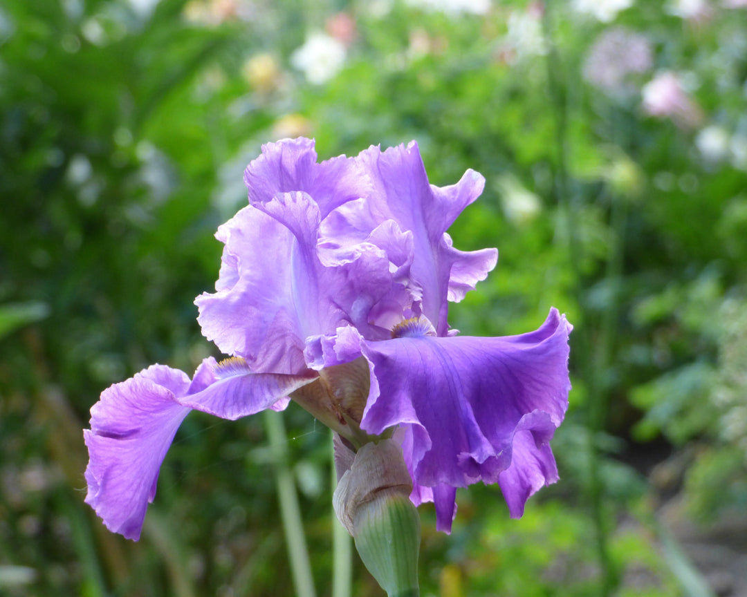 Sequim | Tall Bearded Iris – Schreiner's Gardens