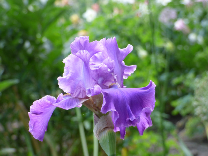 Sequim | Tall Bearded Iris – Schreiner's Gardens