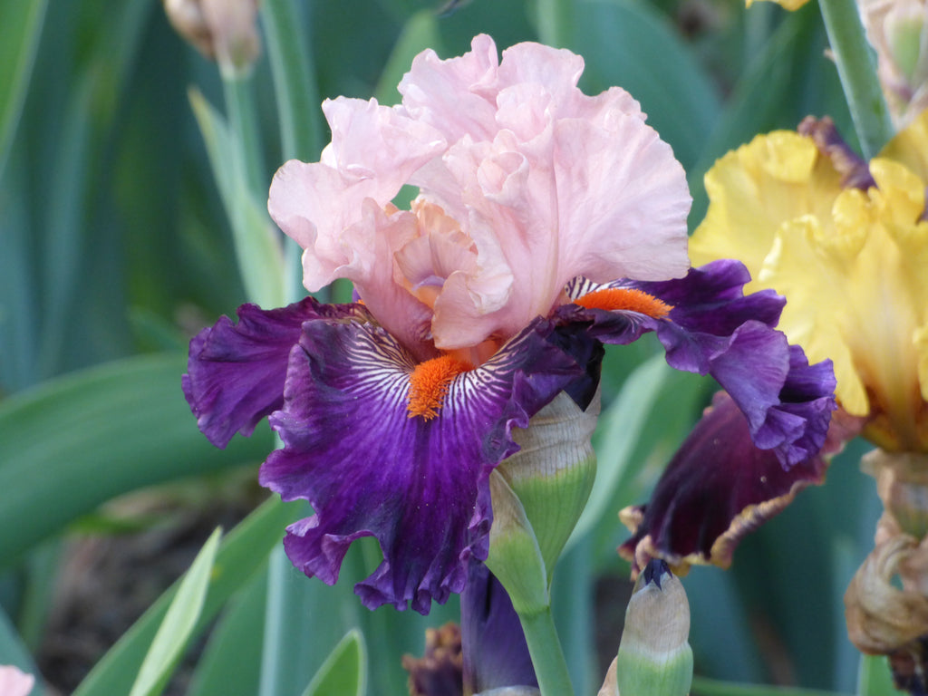 Schreiner's Gardens Serving Wench Bearded Iris