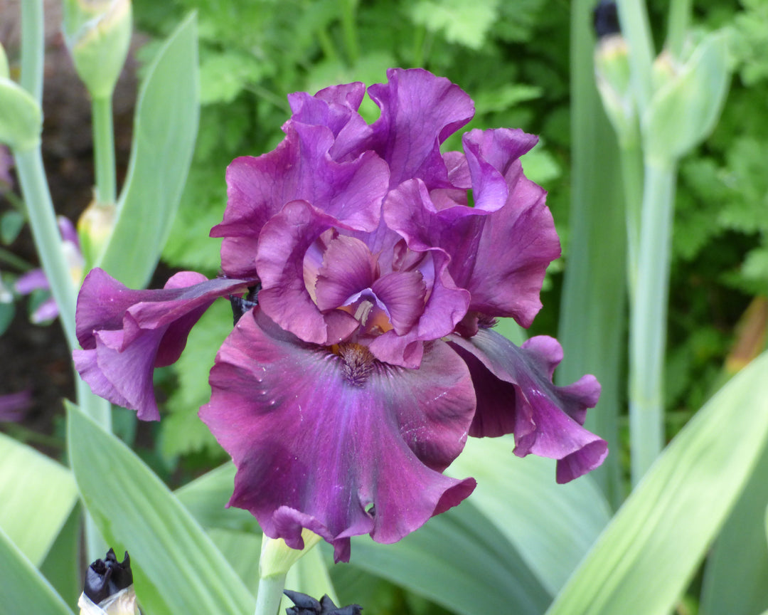 Silken Trim | Tall Bearded Iris – Schreiner's Gardens