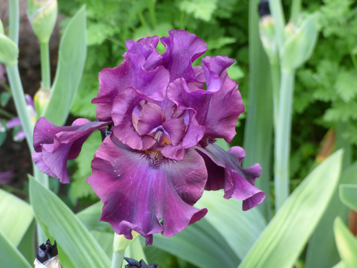 SILKEN_TRIM_3_720x.jpg?v=