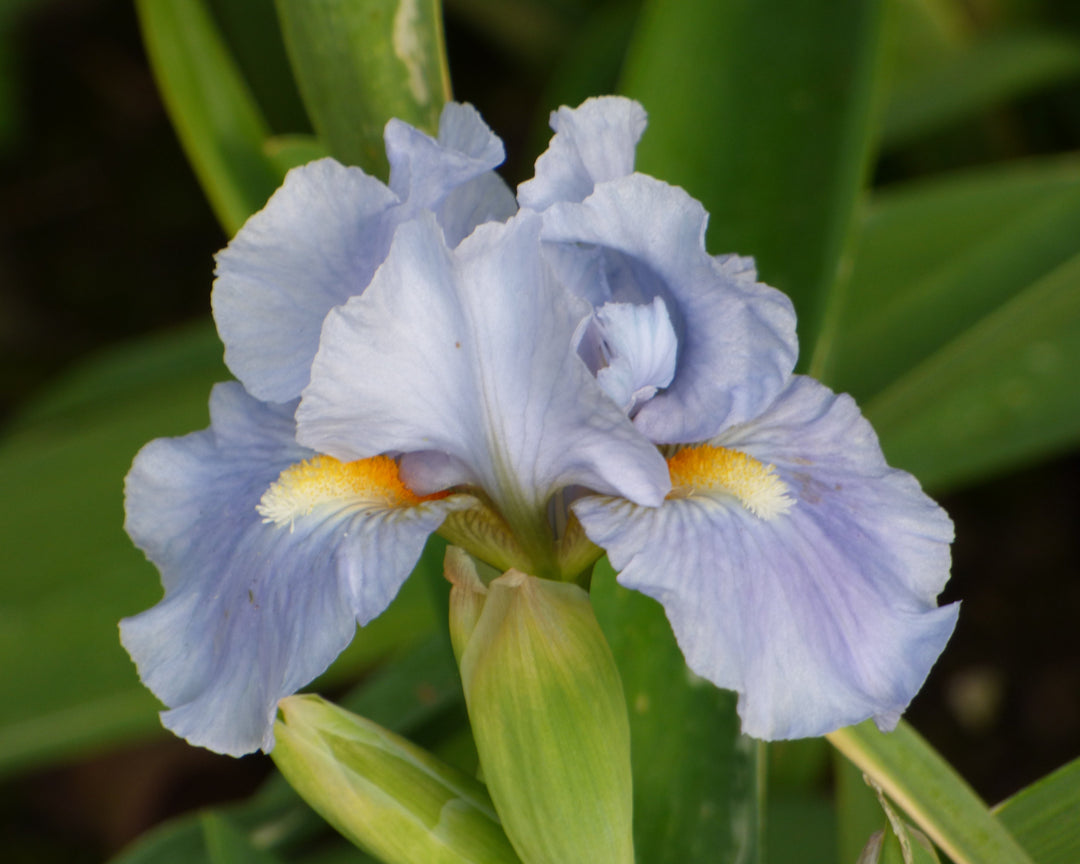 Sky of Blue | Dwarf Bearded Iris – Schreiner's Gardens