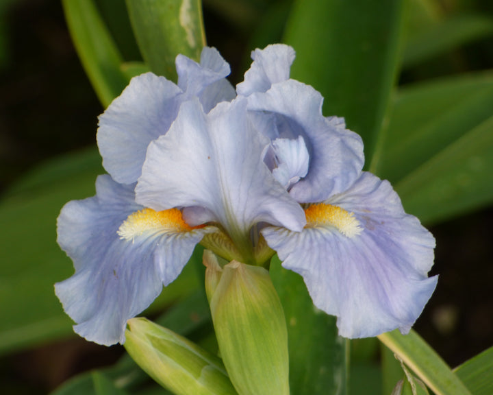 Sky of Blue | Dwarf Bearded Iris – Schreiner's Gardens