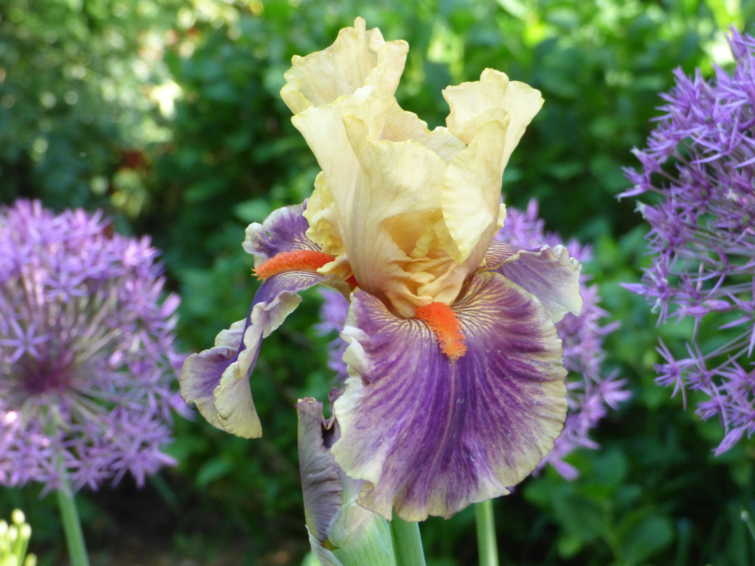 Smith Rock | Tall Bearded Iris – Schreiner's Gardens
