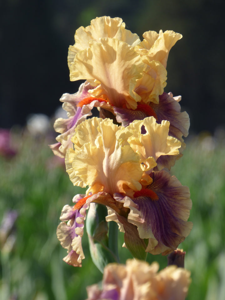Smith Rock | Tall Bearded Iris – Schreiner's Gardens