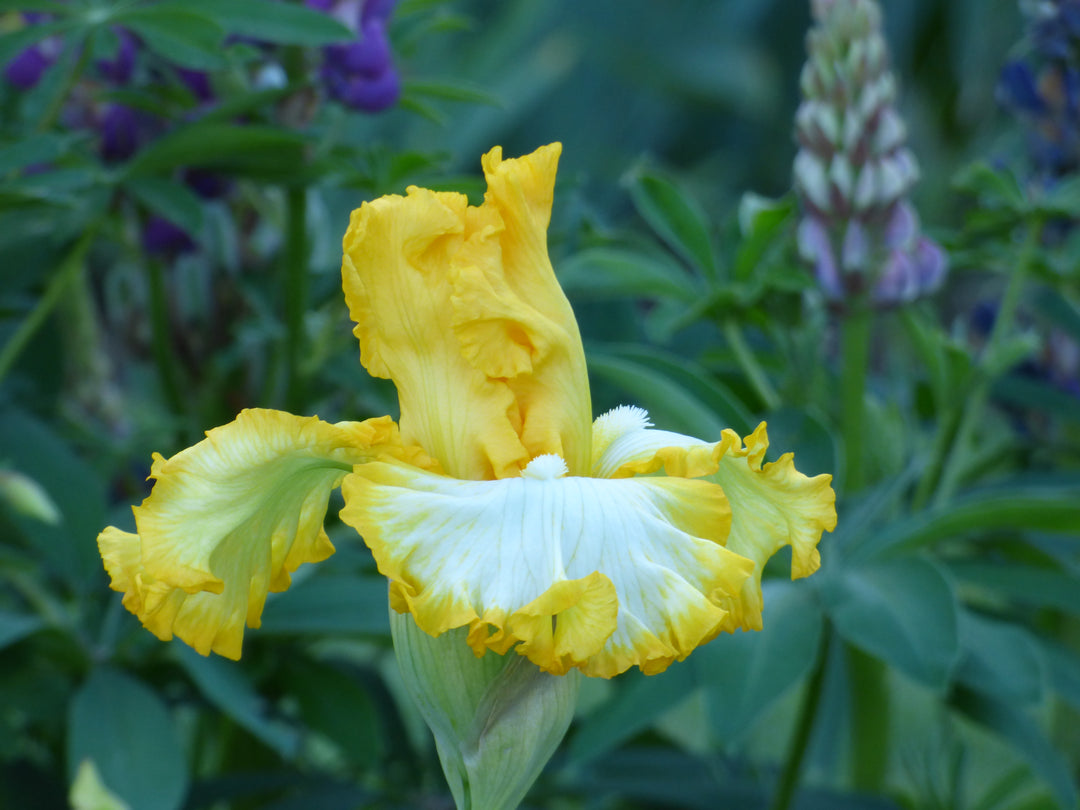 Speed of Light | Tall Bearded Iris – Schreiner's Gardens