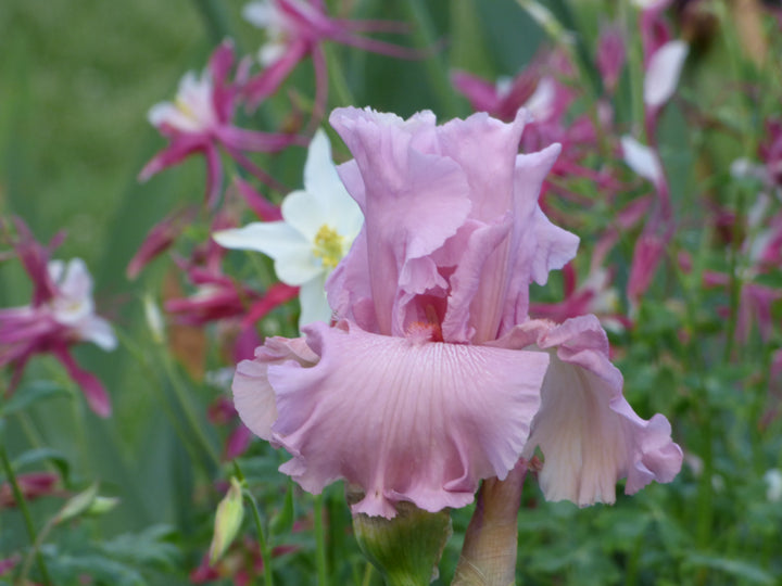 Star Appeal | Tall Bearded Iris – Schreiner's Gardens